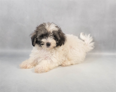 [#M08168] Silver Sable F Havanese Puppies for Sale