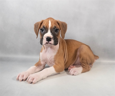 [#M08299] Fawn F Boxer Puppies for Sale