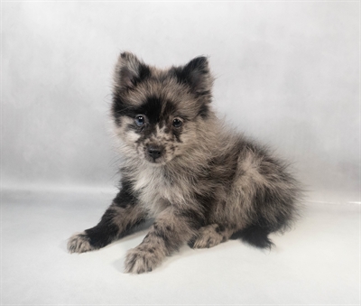 [#M08414] Blue Merle M Pomeranian Puppies for Sale