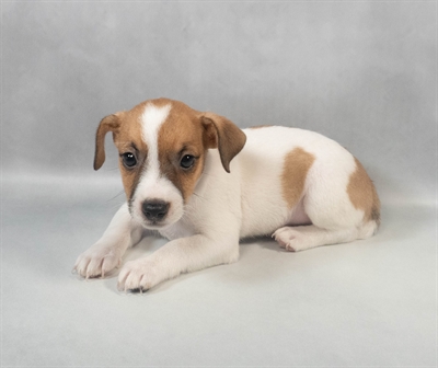[#M08486] White and Red F Jack Russell Terrier Puppies for Sale