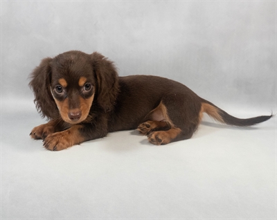 [#M08504] Chocolate and Tan F Dachshund Puppies for Sale