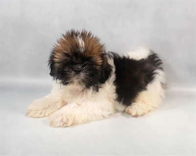 [#M08555] Red and White F Shih Tzu Puppies for Sale