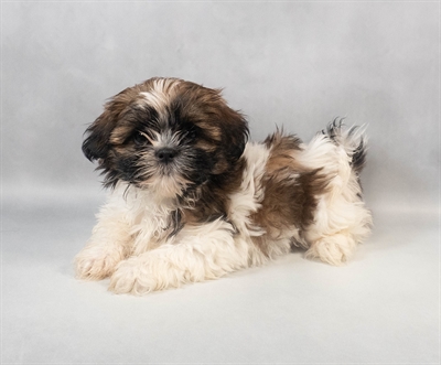[#M08567] Red and White F Shih Tzu Puppies for Sale
