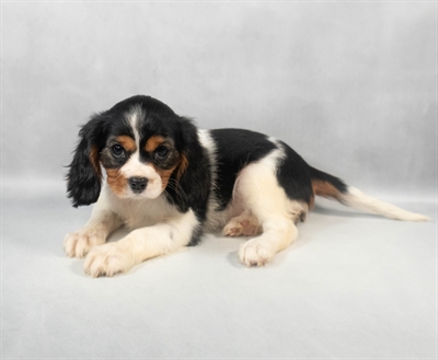 [#M08653] Tri Color F Cavalier King Charles Spaniel Puppies for Sale