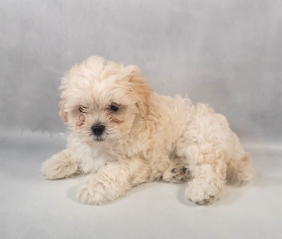 [#M08673] Cream M Latese Puppies for Sale