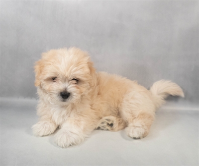 [#M08675] Cream M Latese Puppies for Sale