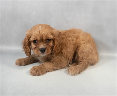 [#M08718] Ruby M Cavalier King Charles Spaniel Puppies for Sale