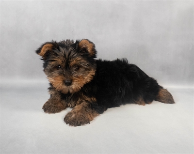 [#M08733] Black and Tan M Yorkshire Terrier Puppies for Sale