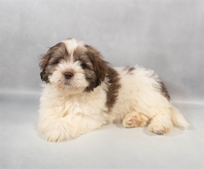 [#M08812] Liver F Lhasa Apso Puppies for Sale