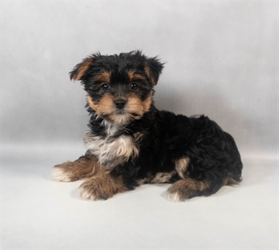 [#M08833] Black and Tan F Yorkshire Terrier Puppies for Sale