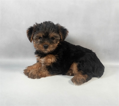 [#M08840] Black and Tan M Yorkshire Terrier Puppies for Sale