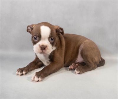 [#M08929] Seal Brindle and White M Boston Terrier Puppies for Sale