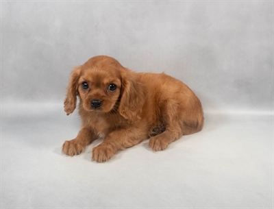 [#M08972] Ruby F Cavalier King Charles Spaniel Puppies for Sale
