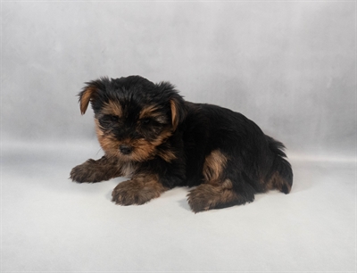 [#M09357] Black and Tan F Yorkshire Terrier Puppies for Sale