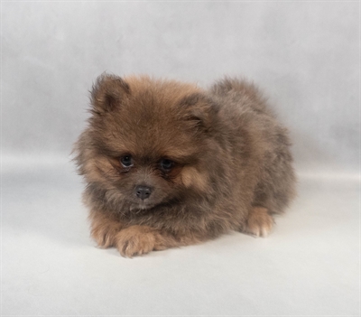 [#M10171] Blue Fawn M Pomeranian Puppies for Sale