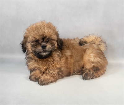 [#M10690] Red F Shih Tzu Puppies for Sale