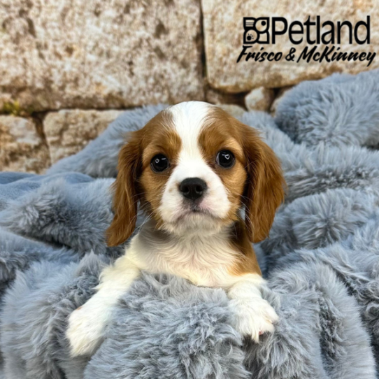[#M08399] Blenheim F Cavalier King Charles Spaniel Puppies for Sale
