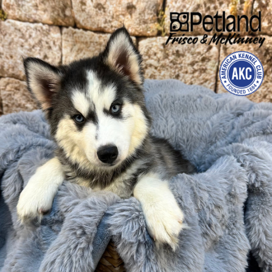 [#M07755] Black and White F Siberian Husky Puppies for Sale