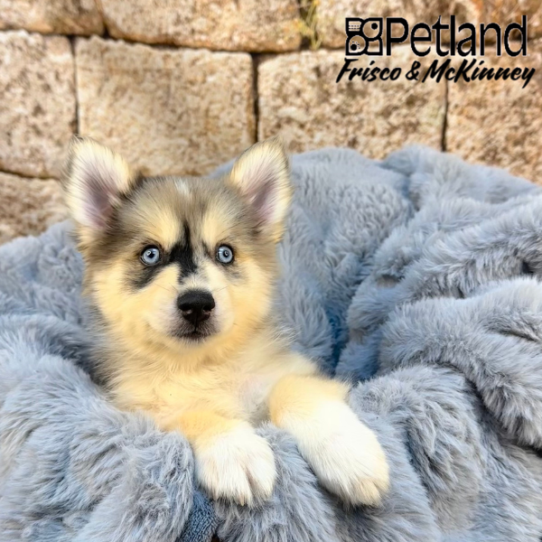 [#M07651] Blue Merle and White M Pomski Puppies for Sale