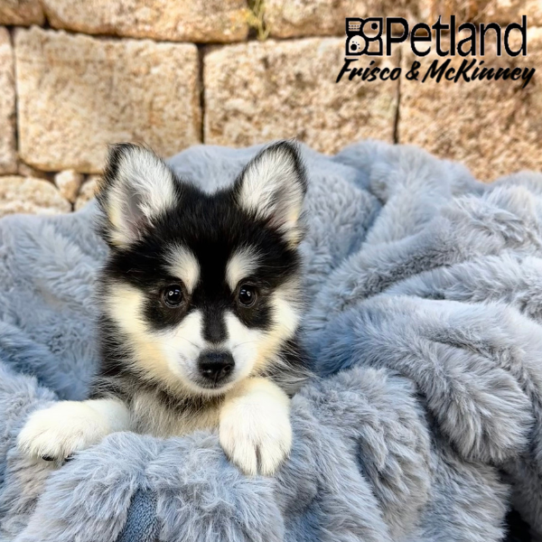 [#M07653] Black and White M Pomski Puppies for Sale