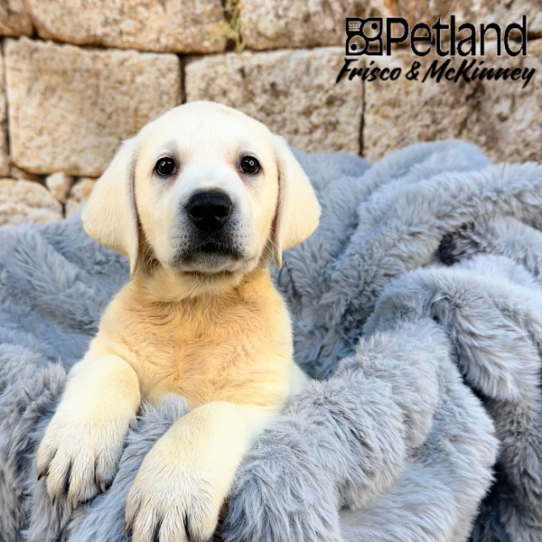 [#2533-06] Yellow F Labrador Retriever Puppies for Sale