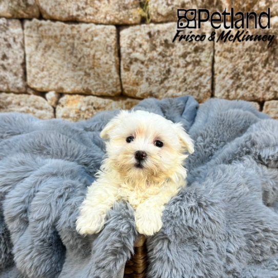 [#M07944] White F Maltese Puppies for Sale