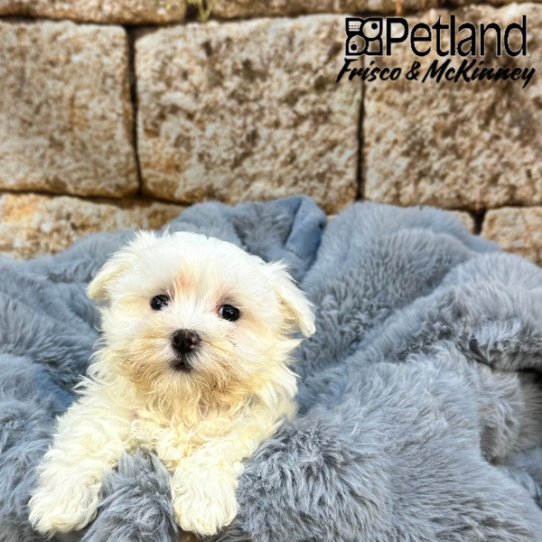 [#M07944] White F Maltese Puppies for Sale