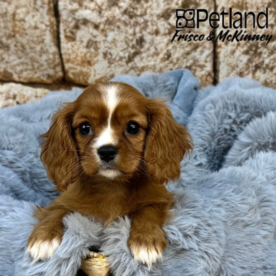 [#M07621] Ruby F Cavalier King Charles Spaniel Puppies for Sale