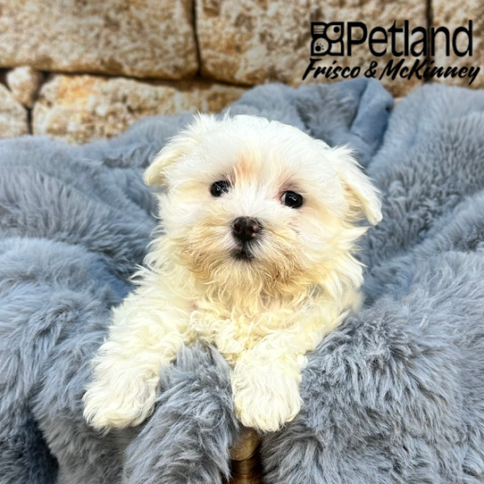 [#M07944] White F Maltese Puppies for Sale