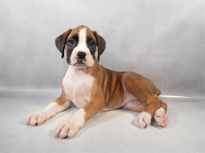 [#M07714] Fawn F Boxer Puppies for Sale