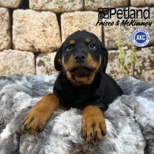 [#M11333] Black and Mahogany M Rottweiler Puppies for Sale