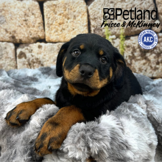 [#M11330] Black and Mahogany F Rottweiler Puppies for Sale