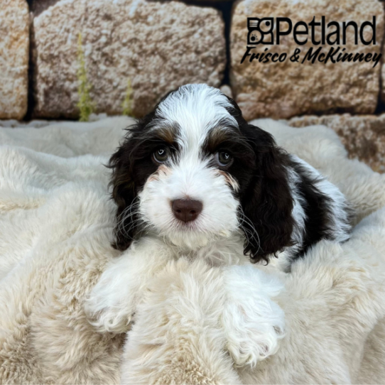 [#25117-05] Chocolate / White F Cock A Poo Puppies for Sale