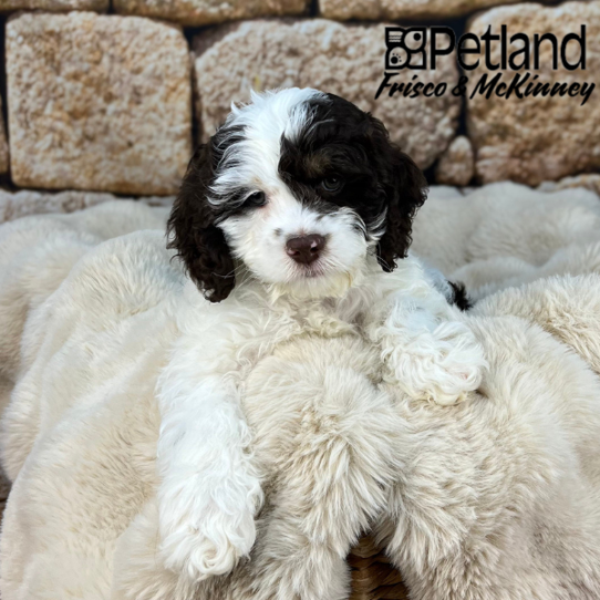 [#25117-02] Chocolate / White M Cock A Poo Puppies for Sale