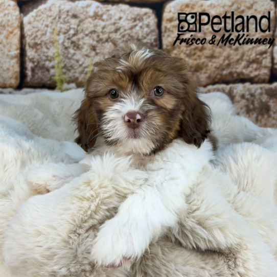 [#25116-02] Chocolate / White M ShihPoo Puppies for Sale