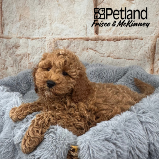 [#25126-06] Red F Goldendoodle Mini 2nd Gen Puppies for Sale