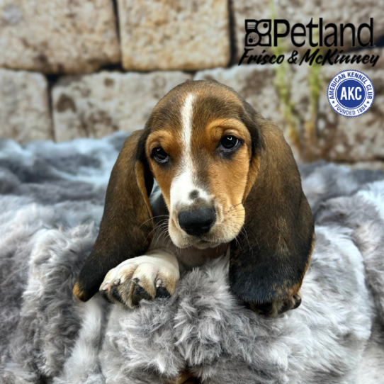 [#M09487] Black White and Tan M Basset Hound Puppies for Sale
