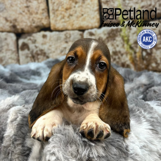 [#M09072] Black White and Tan F Basset Hound Puppies for Sale