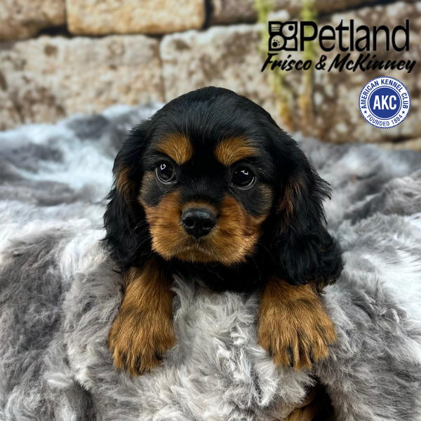Cavalier King Charles Spaniel Puppy Black Tan ID: 37425 Located