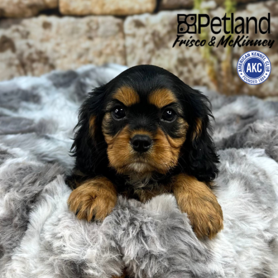 [#25602-04] Black / Tan F Cavalier King Charles Spaniel Puppies for Sale
