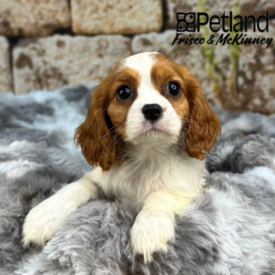 [#M09518] Blenheim F Cavalier King Charles Spaniel Puppies for Sale