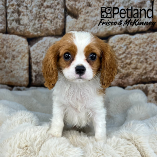 [#M09224] Blenheim M Cavalier King Charles Spaniel Puppies for Sale