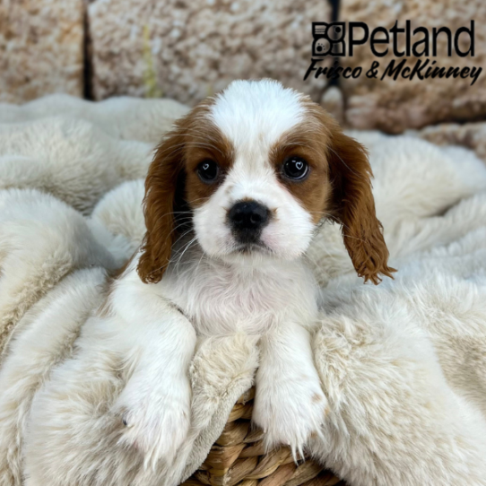 [#M09227] Blenheim M Cavalier King Charles Spaniel Puppies for Sale