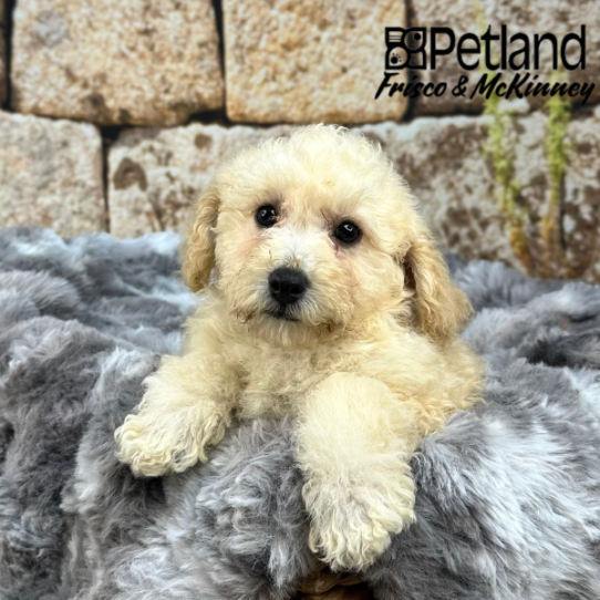 [#M09215] Cream F Bichon Poo Puppies for Sale