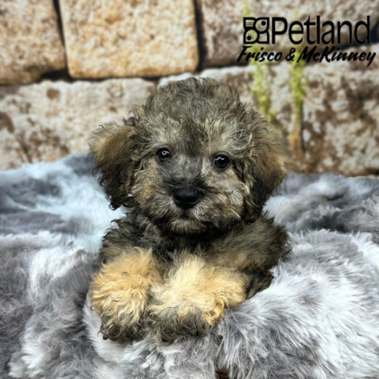 [#M09385] Café M Yorkiepoo Puppies for Sale