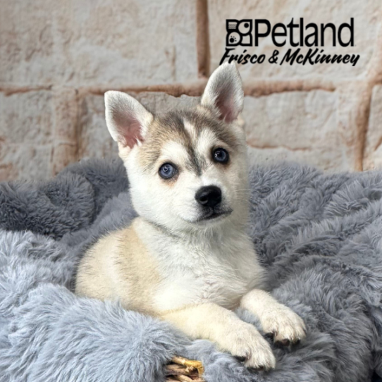 [#252384-01] Gray / White F Alaskan Klee Kai Puppies for Sale