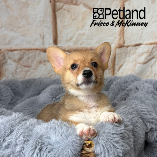 [#252401-02] Red / White F Pembroke Welsh Corgi Puppies for Sale