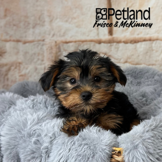 [#252378-03] Black / Tan F Yorkshire Terrier Puppies for Sale