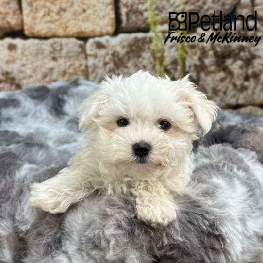 [#M09900] White M Maltese Puppies for Sale