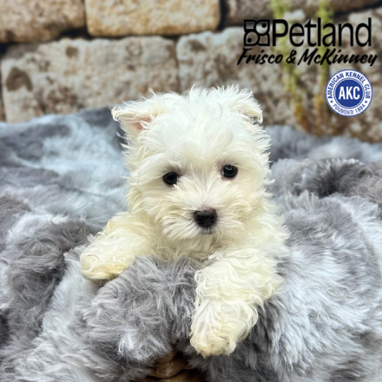 [#M09660] White F Maltese Puppies for Sale